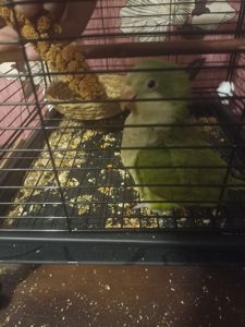 Попугай Монах, отдам в хорошие руки