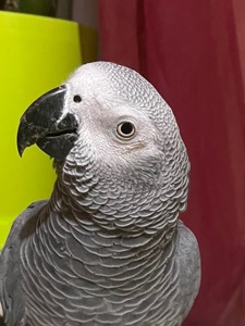 Домашній папуга Жако