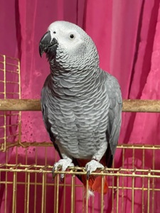 Домашній папуга Жако