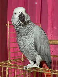 Домашній папуга Жако