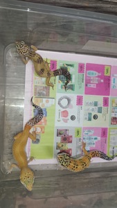 Продаються Еублефари