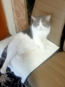 Віддам в хороші та добрі руки)