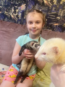 Тхорик альбінос самець 10 міс(білий).Тільки Харків!!!