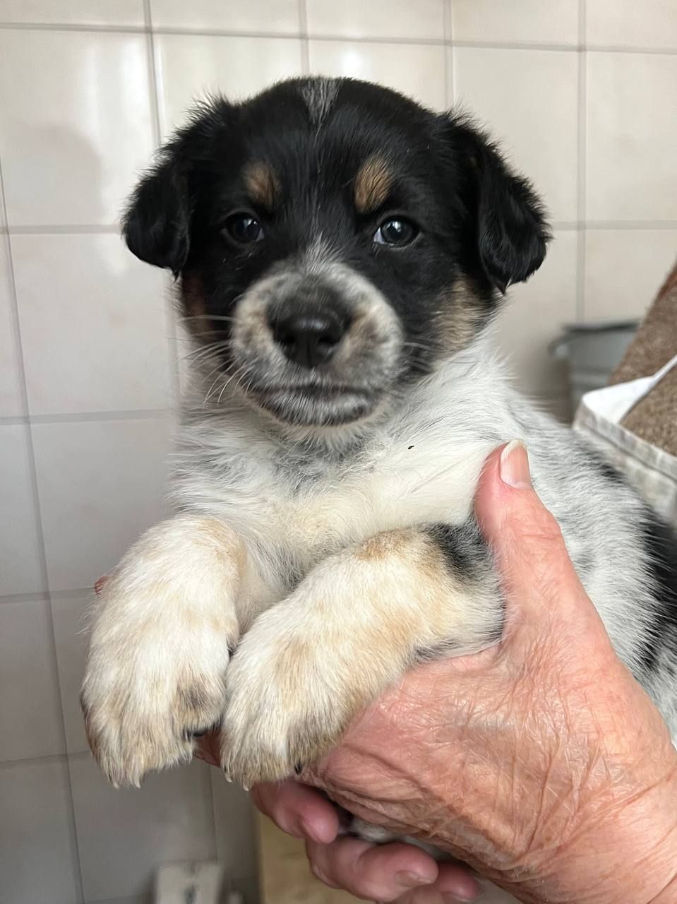 Цуценята дівчата