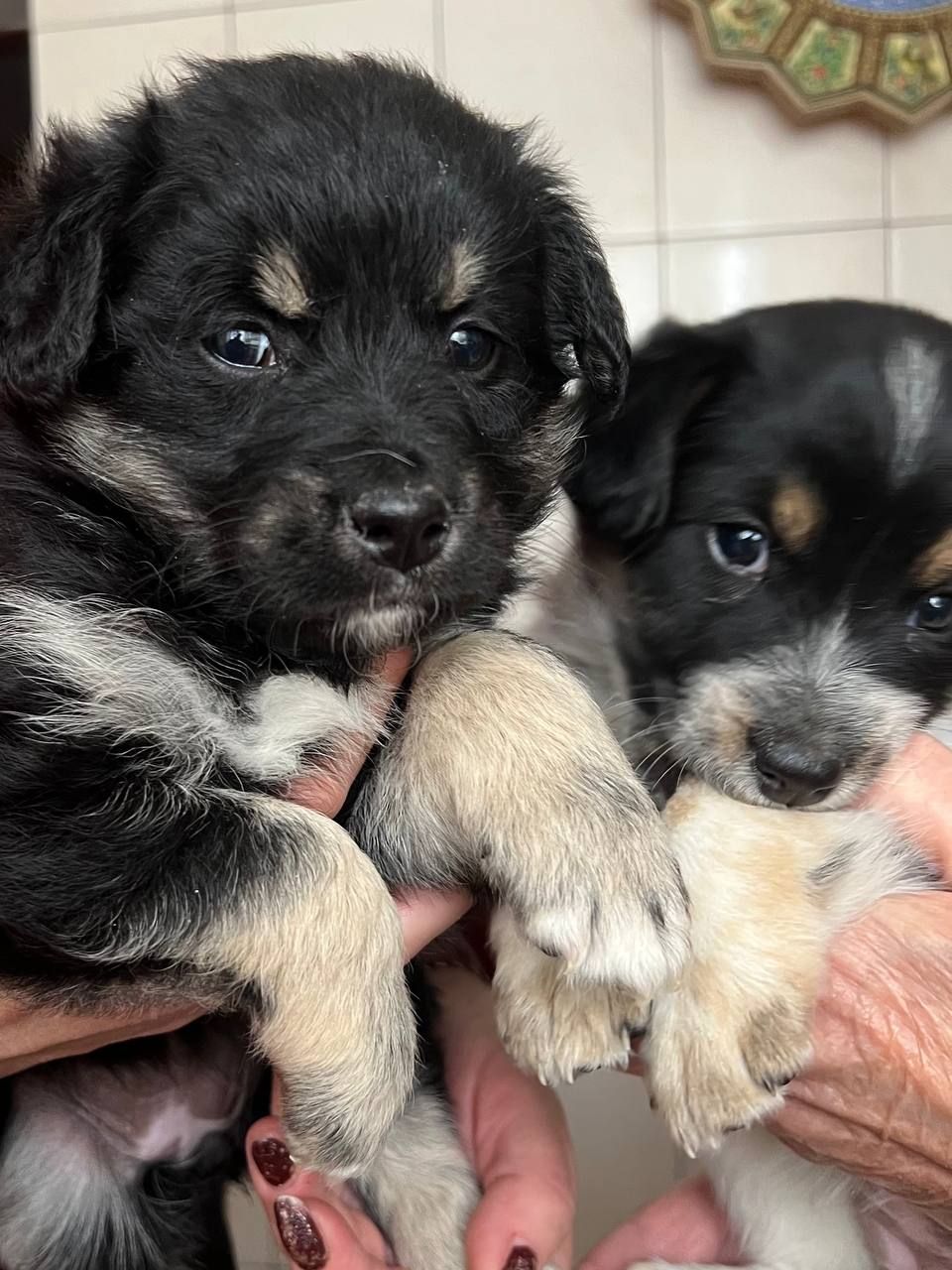 Цуценята дівчата