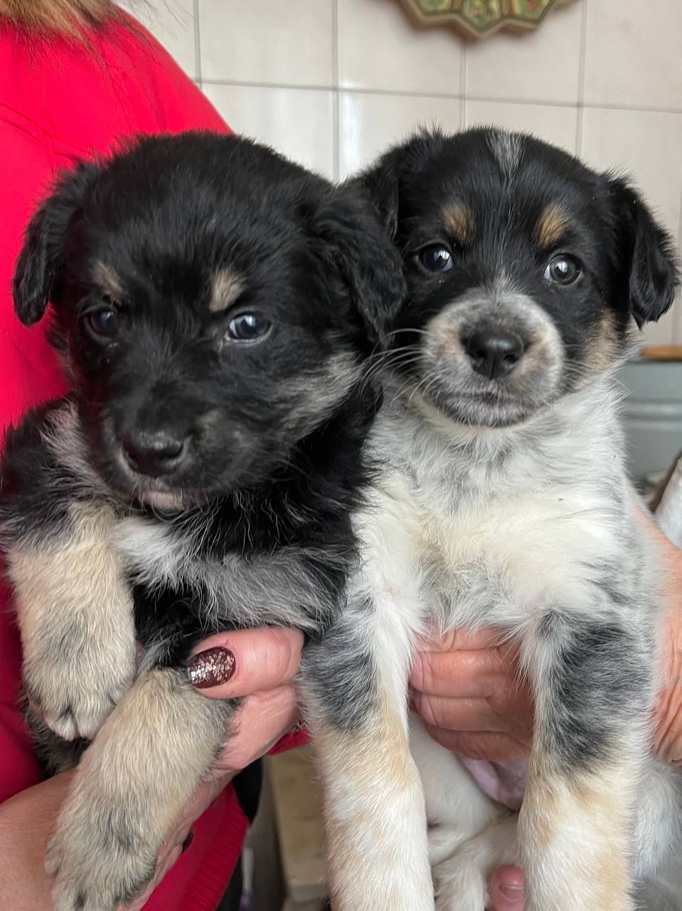 Цуценята дівчата