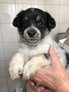 Цуценята дівчата