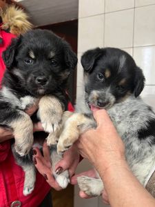 Цуценята дівчата