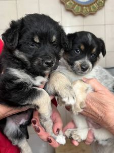 Цуценята дівчата