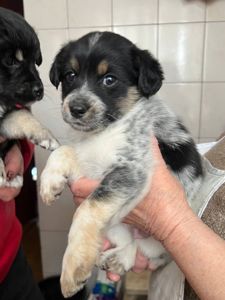 Цуценята дівчата