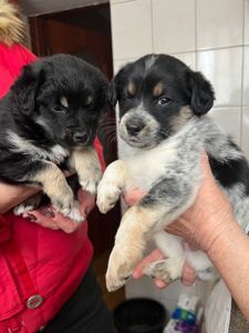 Цуценята дівчата