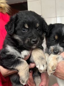 Цуценята дівчата