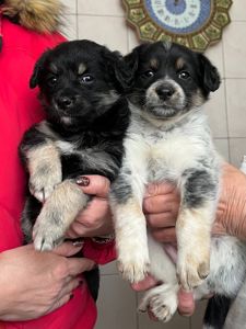 Цуценята дівчата