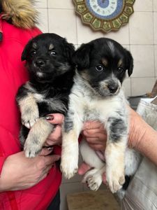 Цуценята дівчата