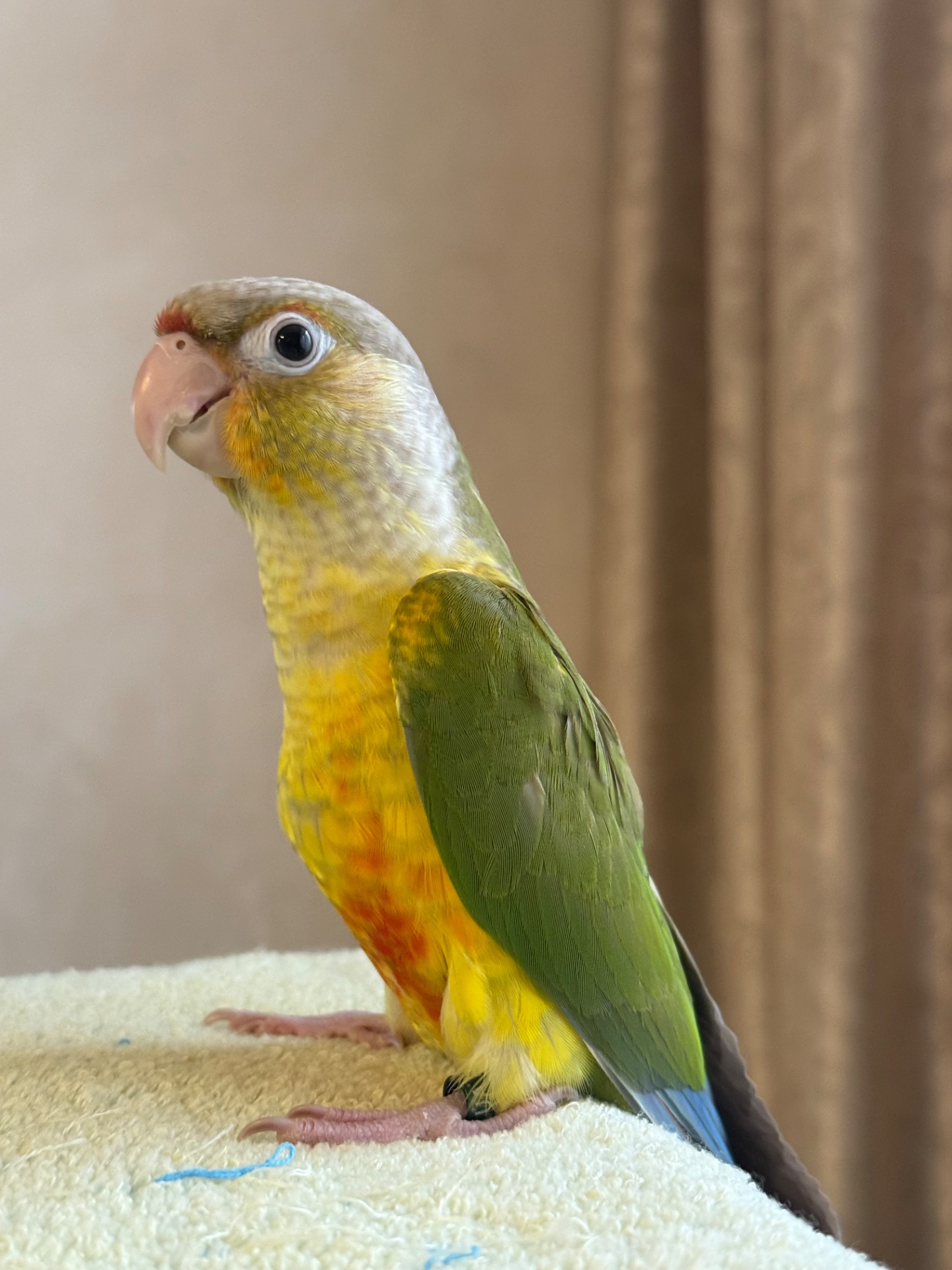 Піррур ручні