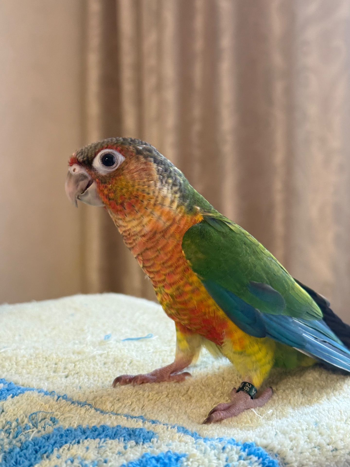 Піррур ручні