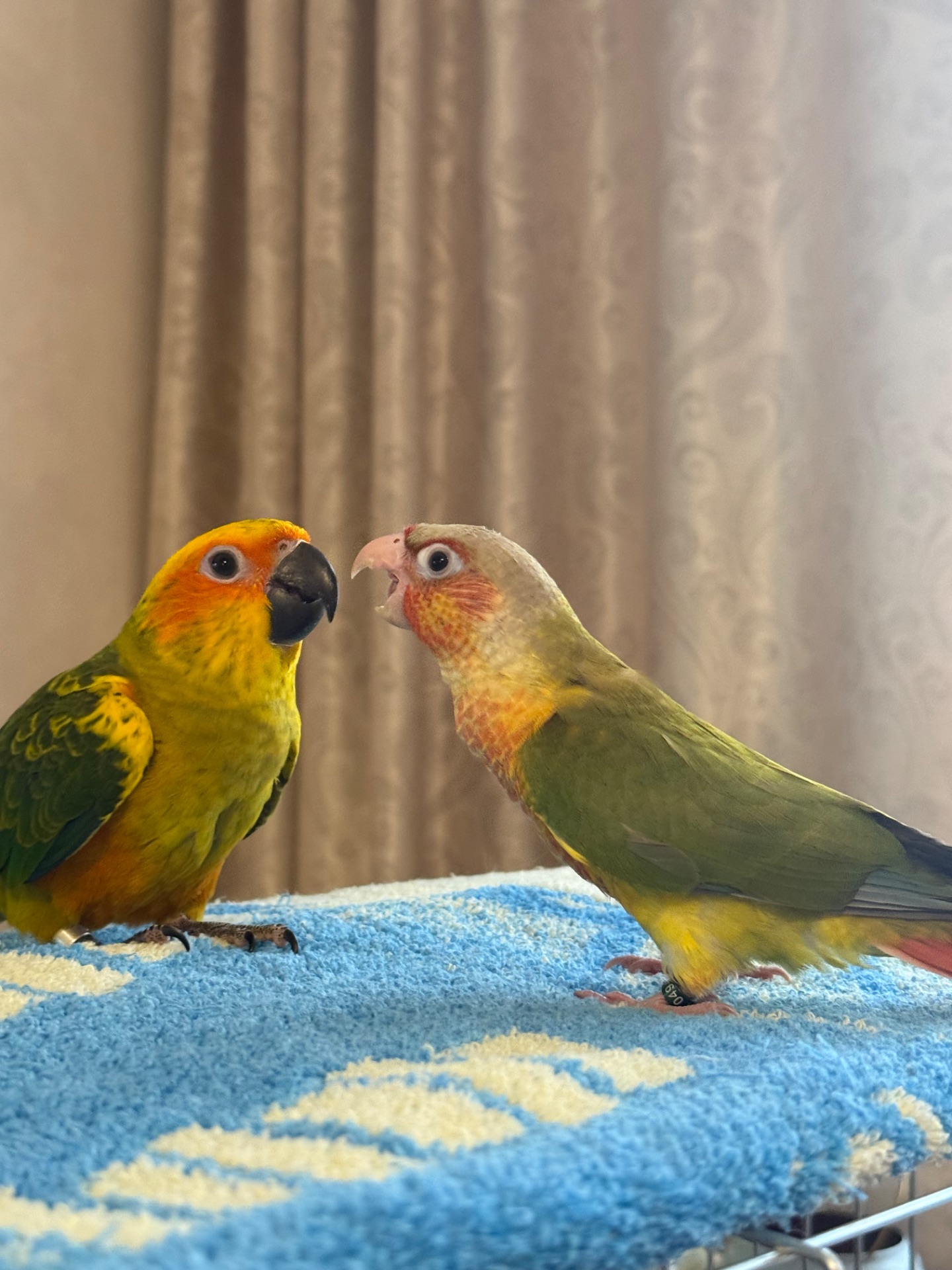 Піррур ручні