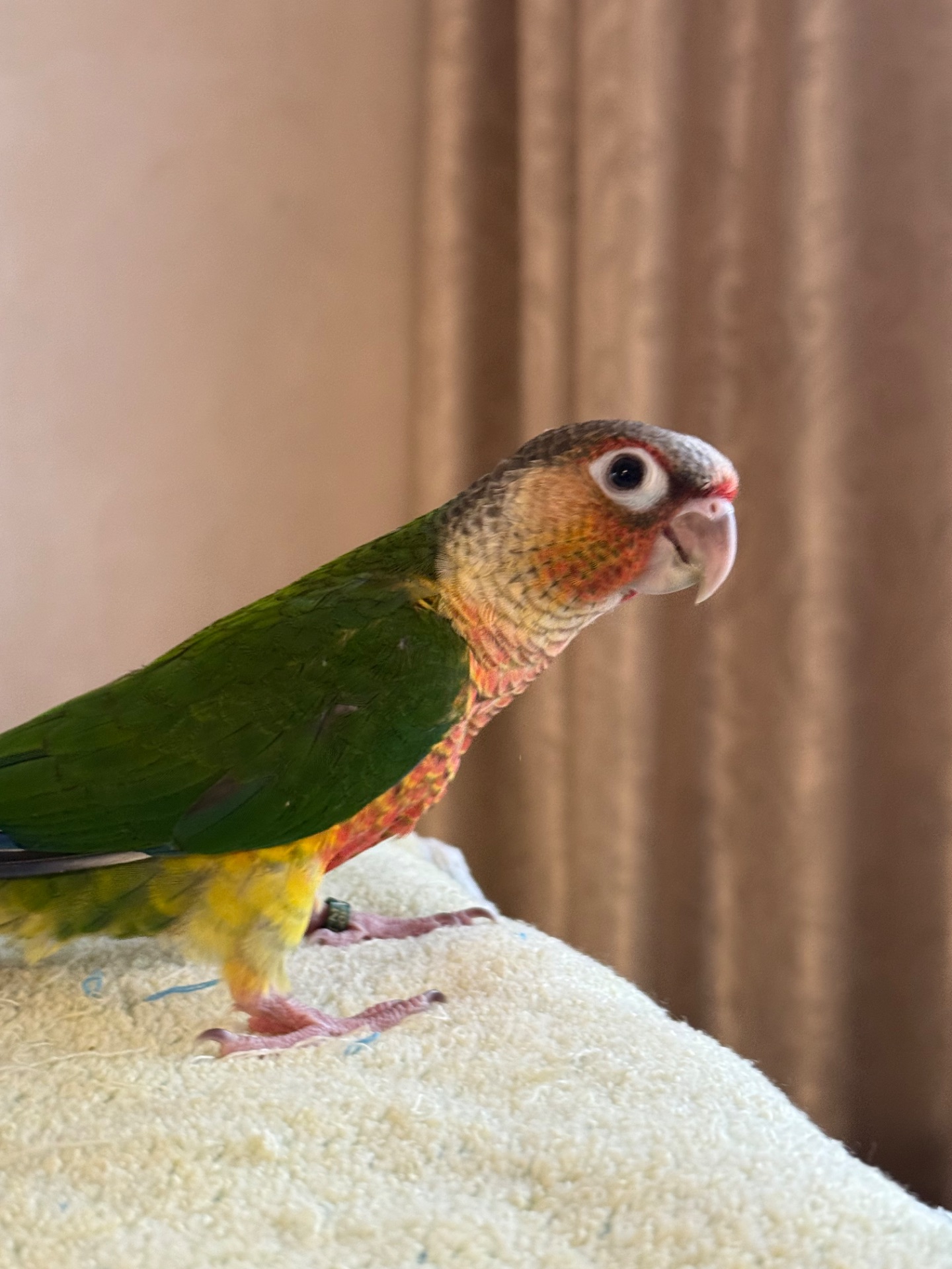 Піррур ручні