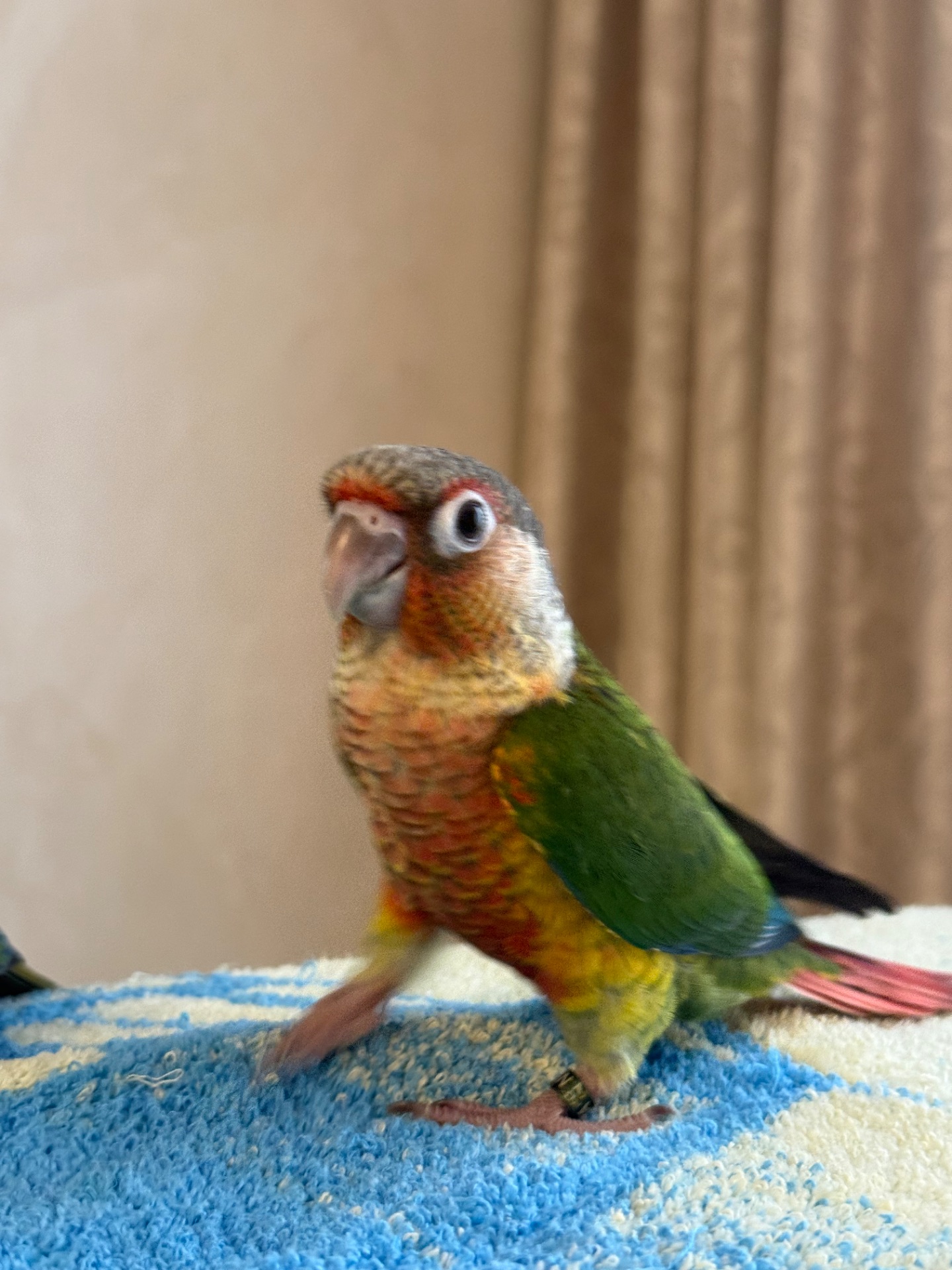 Піррур ручні