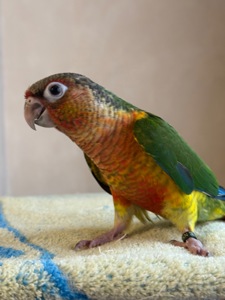 Піррур ручні