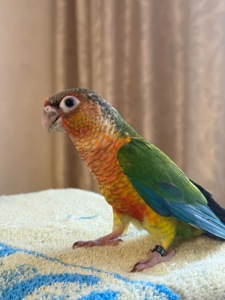 Піррур ручні