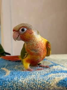 Піррур ручні