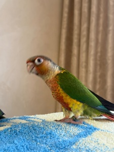 Піррур ручні