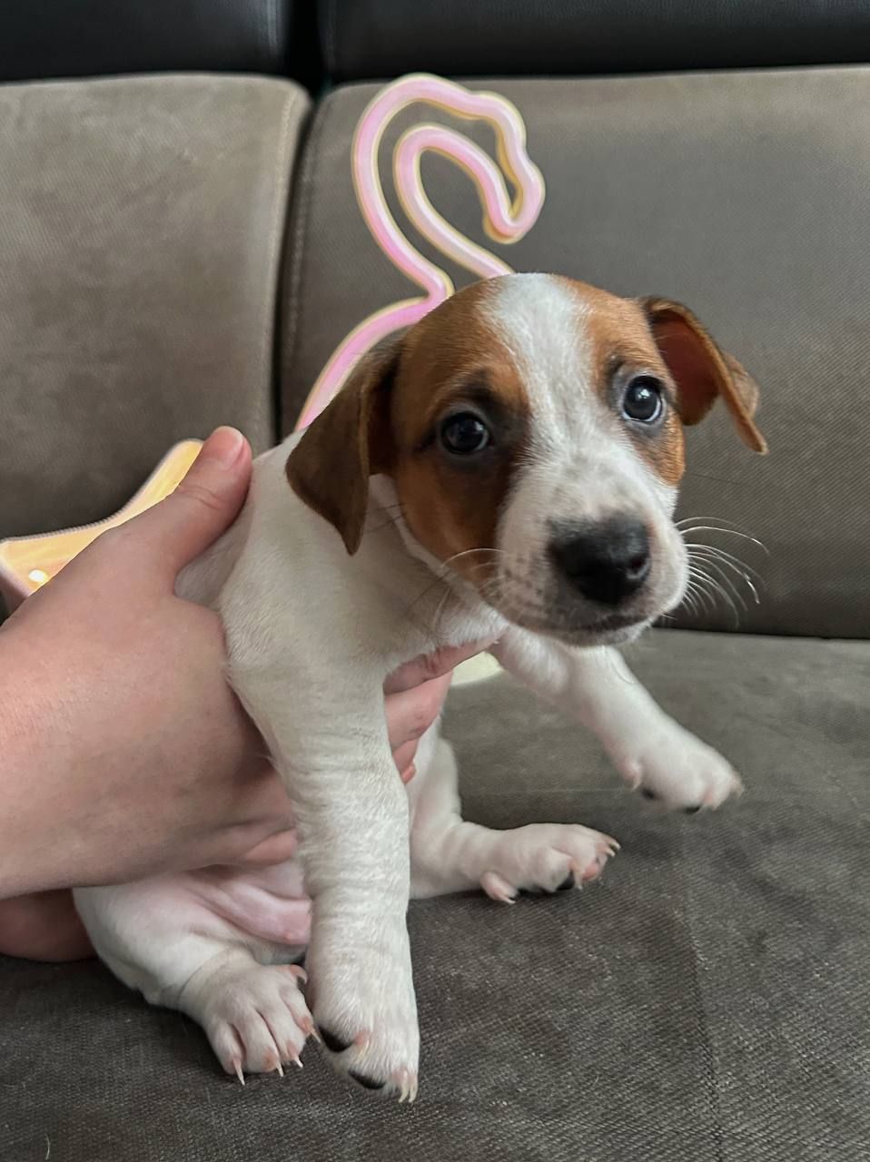 Цуценята Джек рассел тер'єр