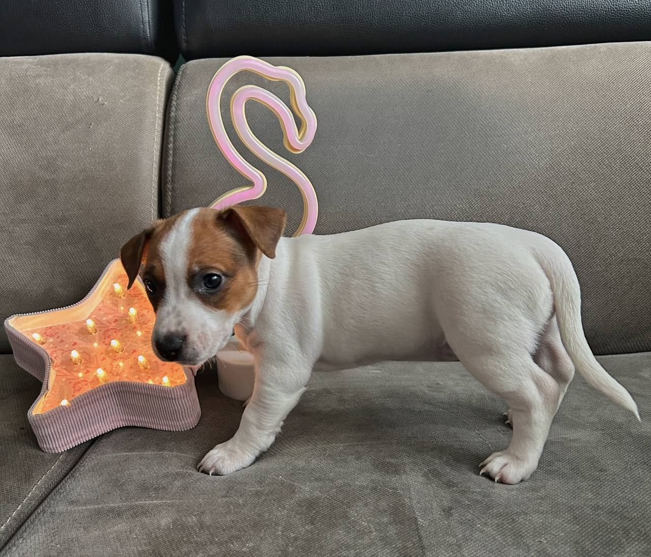 Цуценята Джек рассел тер'єр