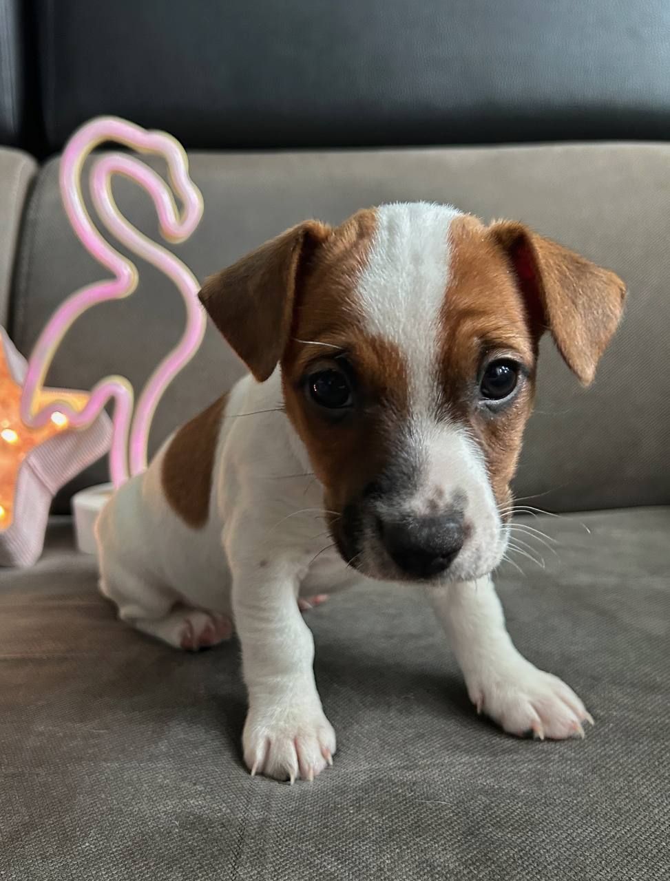 Цуценята Джек рассел тер'єр