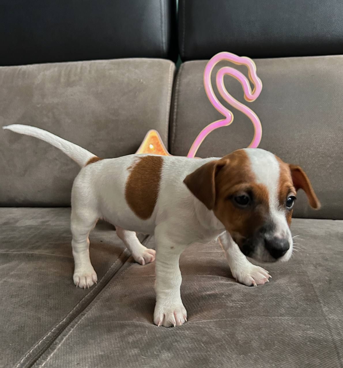 Цуценята Джек рассел тер'єр