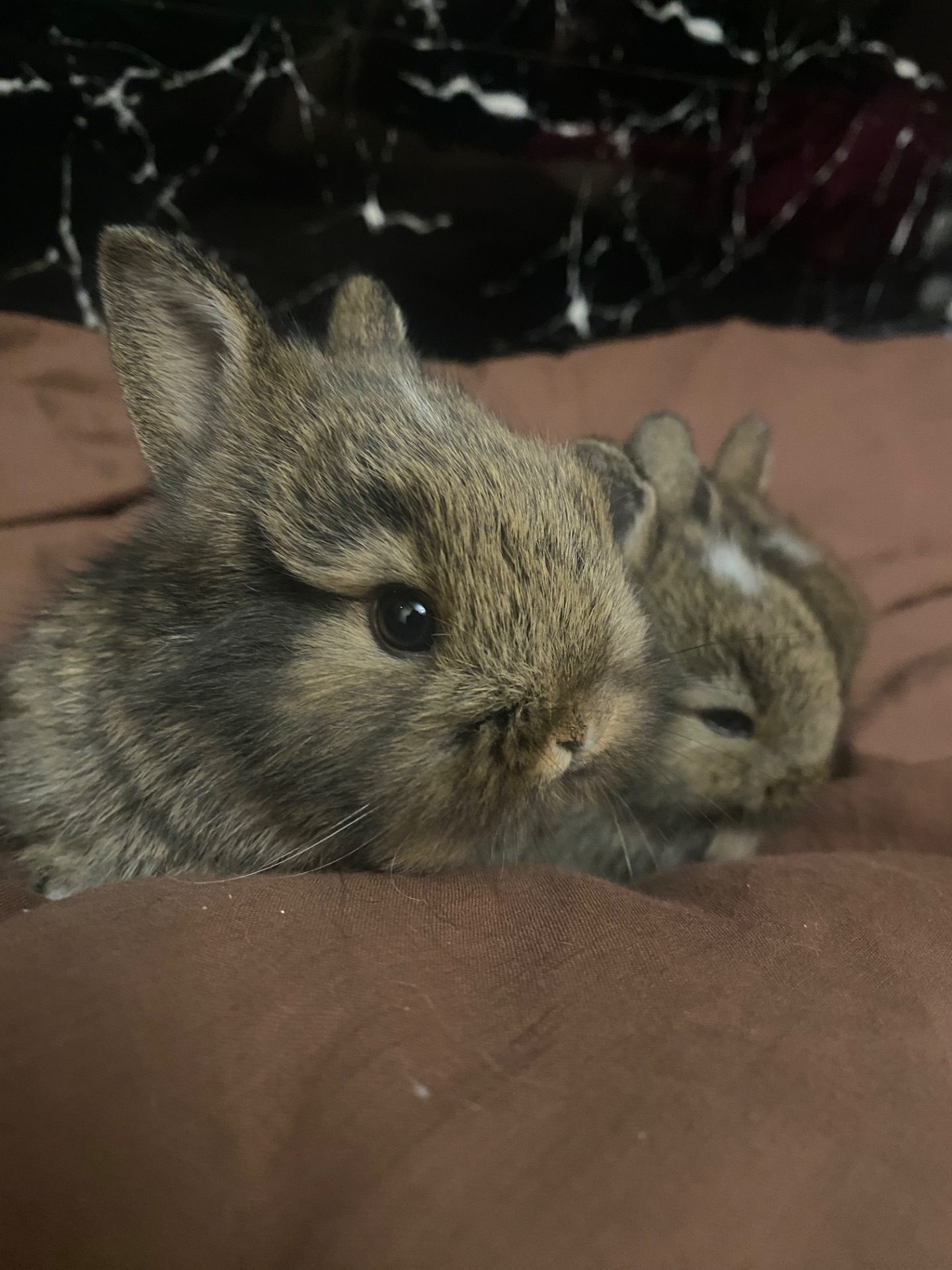 Кролики декор Питомник. М и ж