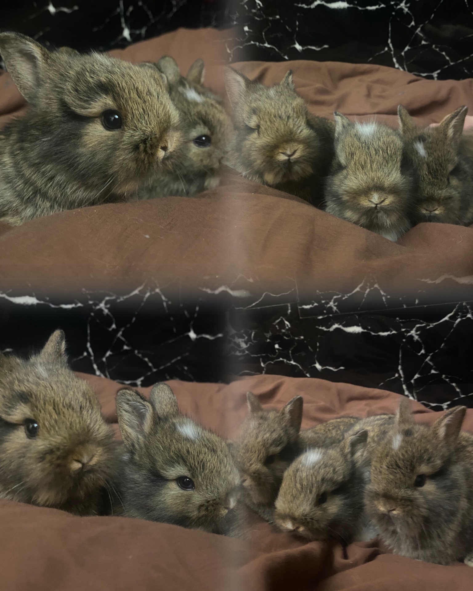 Кролики декор Питомник. М и ж