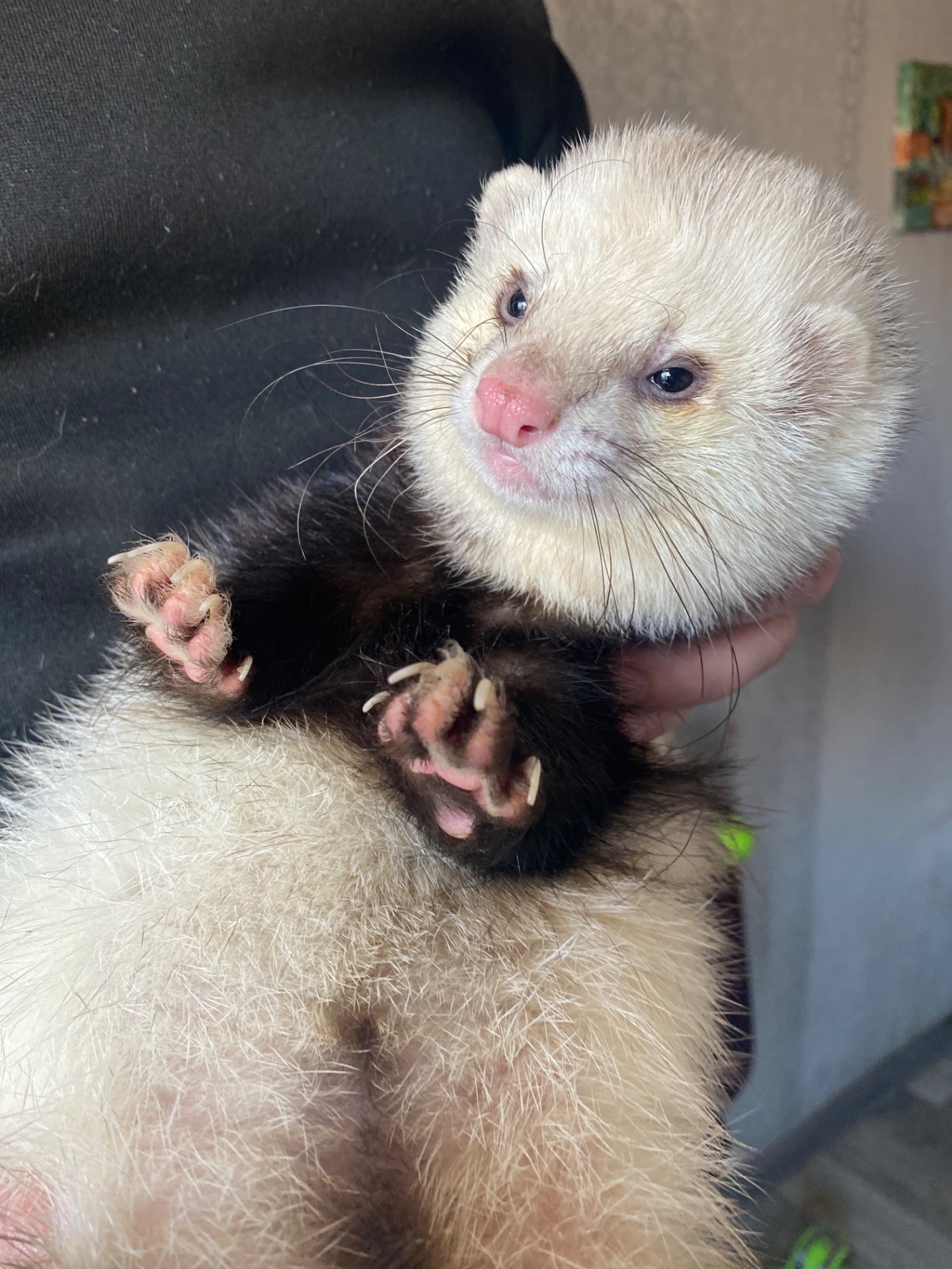 Хорь, мальчик, пол года