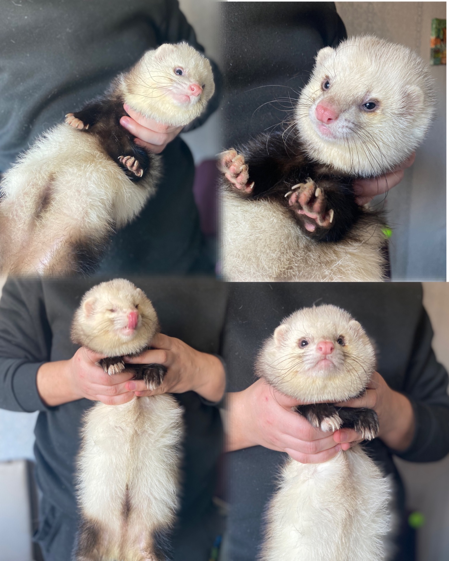 Хорь, мальчик, пол года