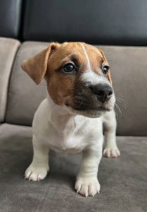 Два хлопчики джек рассел