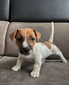 Два хлопчики джек рассел