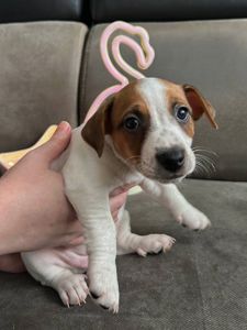 Дівчатка джек рассел терєр