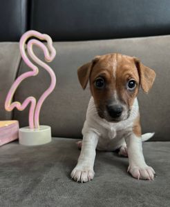 Дівчатка джек рассел терєр