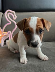 Дівчатка джек рассел терєр