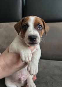 Два хлопчики джек рассел