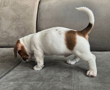 Два хлопчики джек рассел