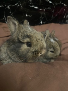 Кролики декор Питомник. М и ж