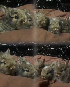 Кролики декор Питомник. М и ж