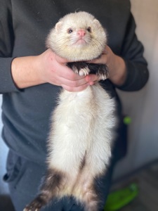 Хорь, мальчик, пол года