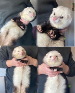 Хорь, мальчик, пол года