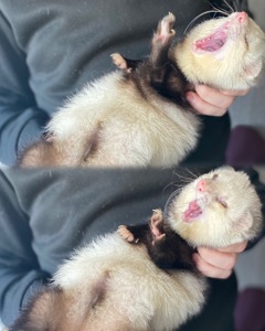 Хорь, мальчик, пол года