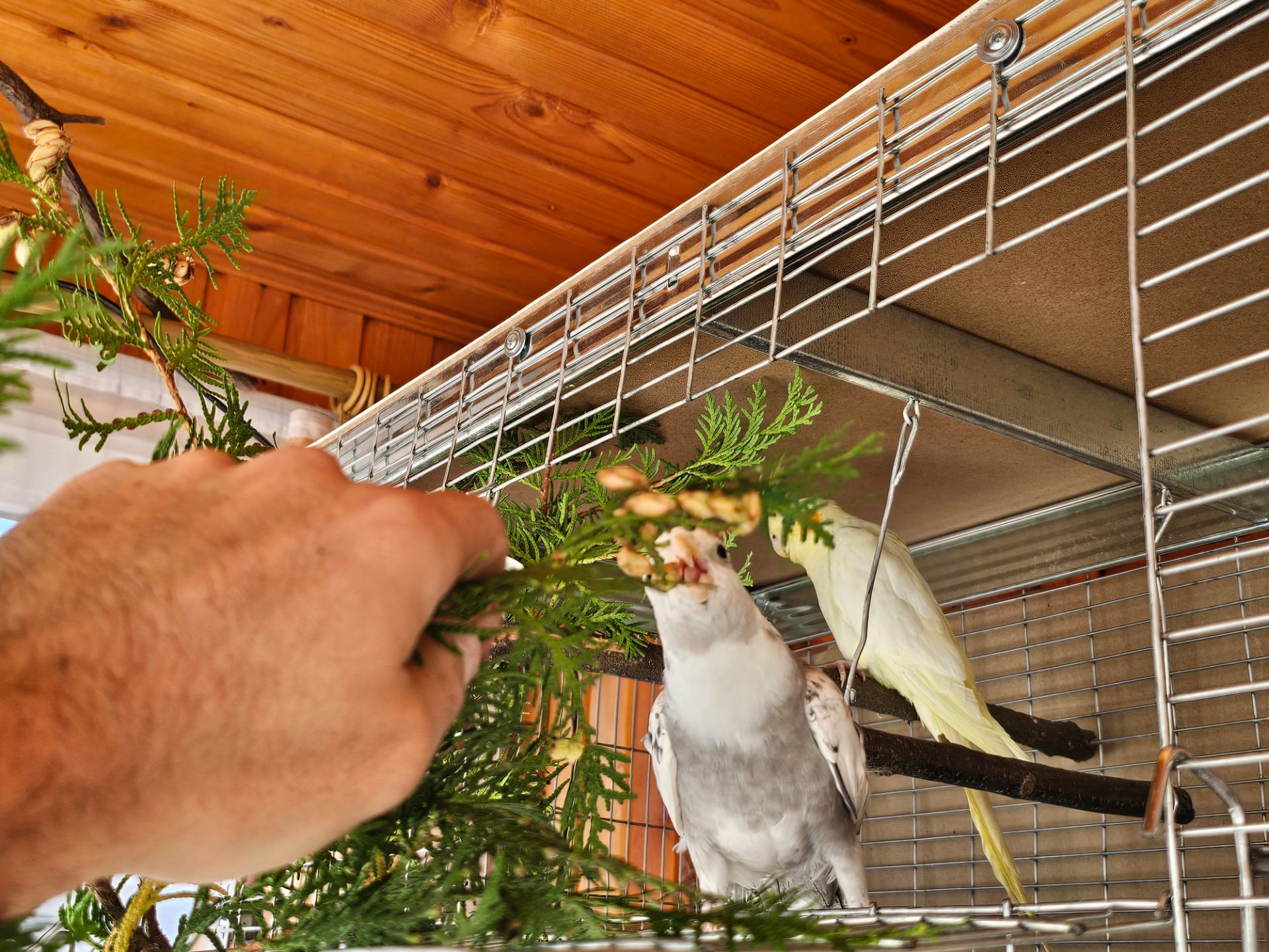 Корела/Сформована пара