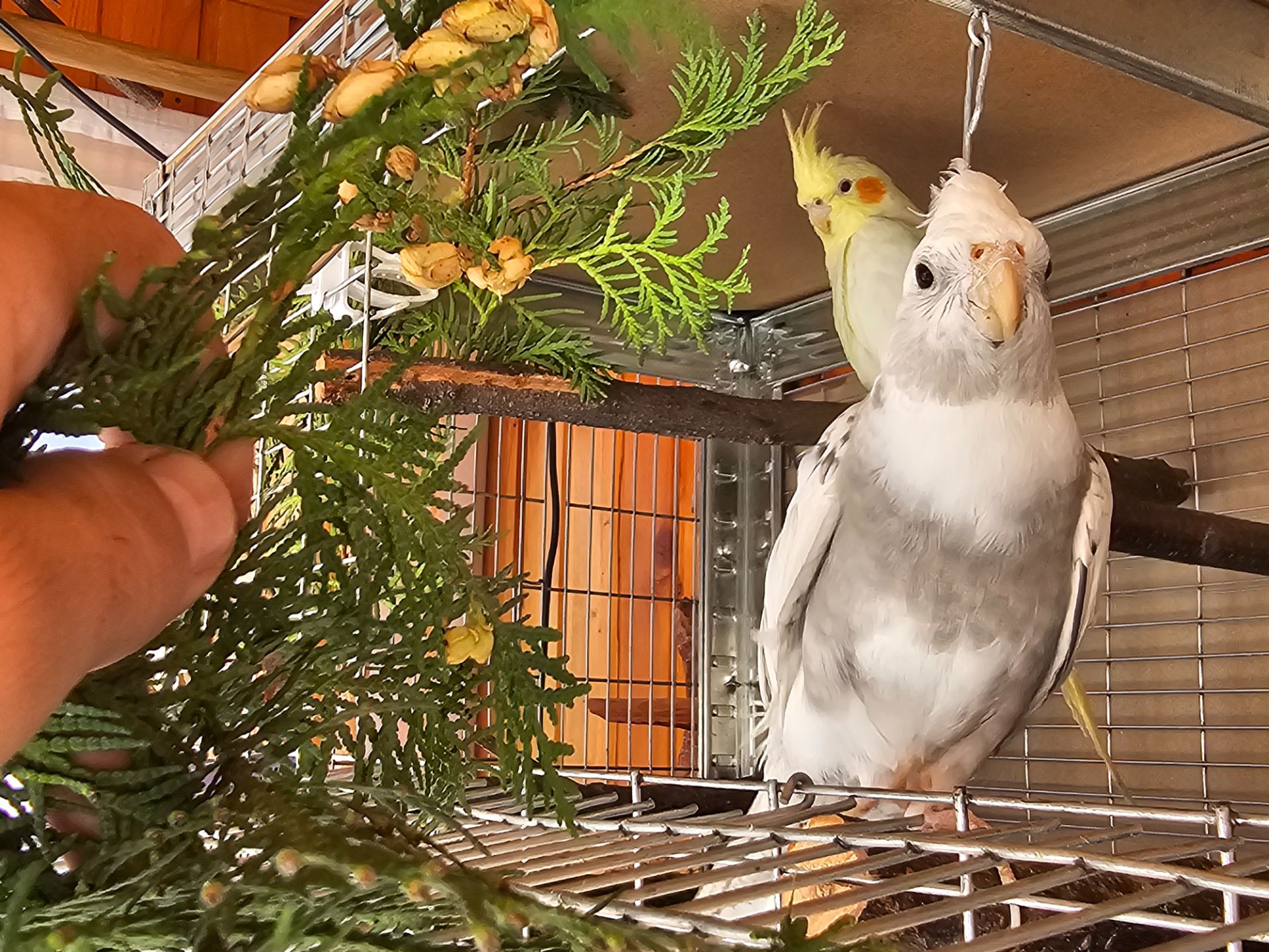 Корела/Сформована пара