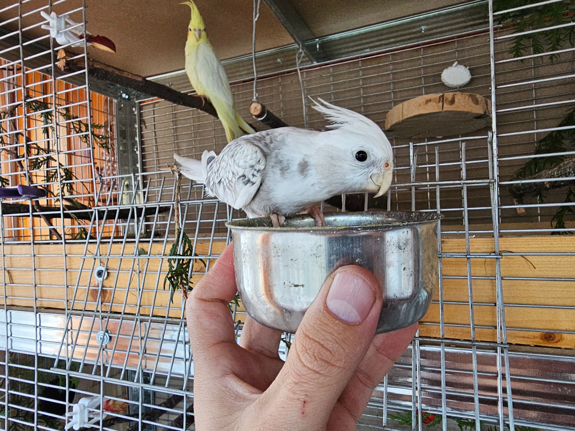 Корела/Сформована пара